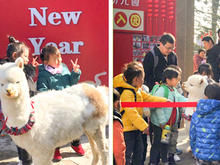 beat365英国官方网站幼儿园开展“我和羊驼交朋友”亲近自然互动体验活动